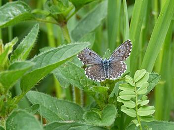 Der Fetthennen-Bl&auml;uling flattert zwischen den Weinbergsmauern. Ihn k&ouml;nnen Teilnehmer bei der Naturf&uuml;hrung bewundern, die LIFE und dasNaturprojekt MainMuschelkalk am Sonntag, 12. Juni, im Rahmen des 7. Rh&ouml;ner Wandertags und des Stadtjubil&auml;ums Hammelburg veranstalten Foto: LIFE