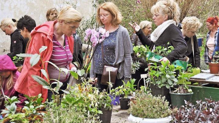 Beim Pflanzenflohmarkt des Obst- und Gartenbauvereins Mainroth und Umgebung, der am Wochenende in der Rothwinder Mühle stattfand, wurde jeder fündig. Foto: Ingrid Kohles
