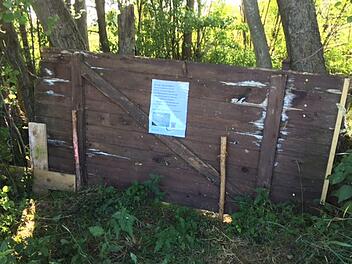 Auch trotz der alten Holztorabsperrung findet der Biber nach wie vor zum Rapsfeld. Foto: Wilfried Roppelt