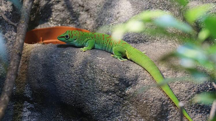 Ein Gecko   Foto: Pascale Ferry