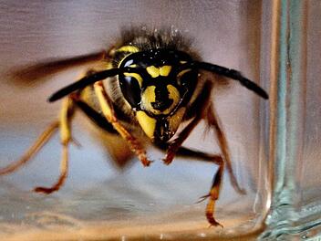 Wespe verursacht Motorradunfall im Kreis Kronach