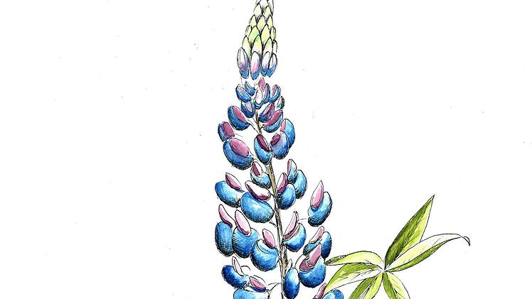 Fluch und Segen für die Natur kann das Zusammenspiel von Leguminosen und Knöllchenbakterien sein.