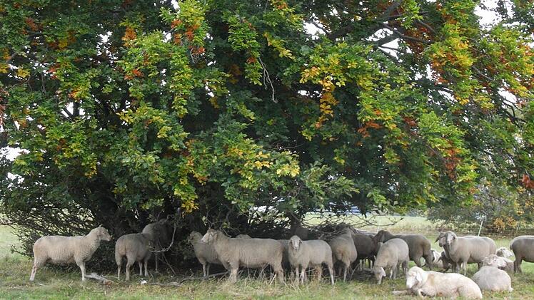 Schafe prägen das Bild der Langen Rhön. Foto: Joachim Rübel