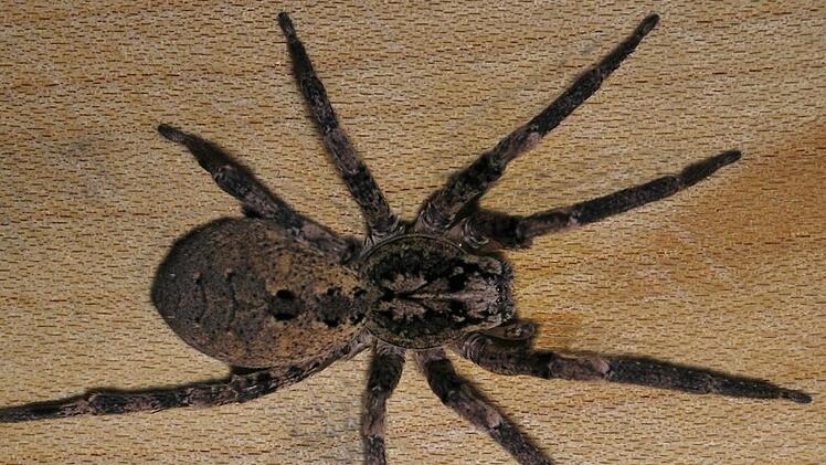 Die Kersbacherin Solveig Schüffler hat diese Kräuseljagdspinne in ihrem Schlafzimmer gefunden. Foto: privat
