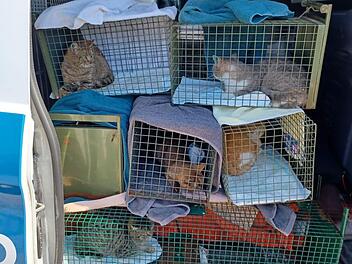 Tierheim Nürnberg mit Hilferuf: "26!! Katzen und kein Ende in Sicht"