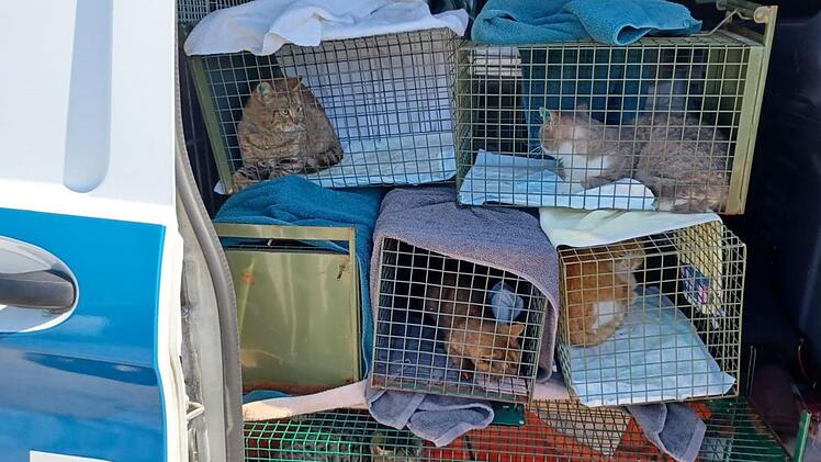Tierheim Nürnberg mit Hilferuf: "26!! Katzen und kein Ende in Sicht"