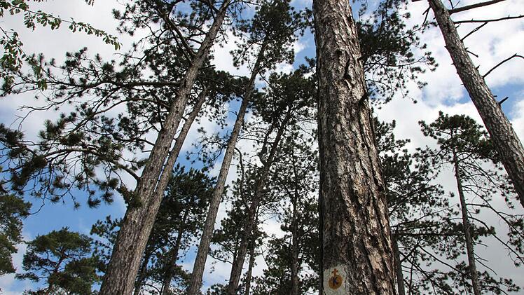 Besonders schnell kann sich ein Feuer in den trockenen Nadelwäldern ausbreiten.