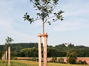 Vorbild für das Neuhauser Vorhaben ist der Regenbogenwald in Coburg.   Foto: CT-Archiv