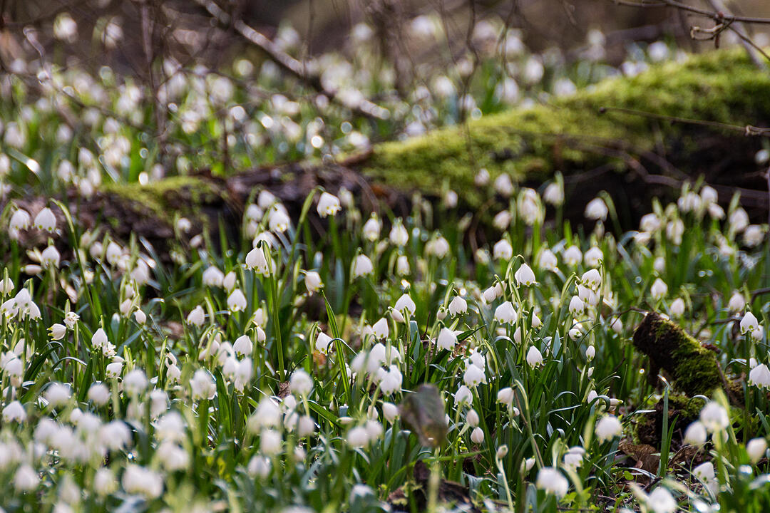 Fotos Konrad Thomann