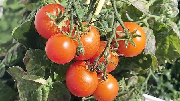 Welche Laufbahn steht diesen fr&auml;nkischen Tomaten bevor? Essen oder Werfen, das ist hier die Frage.  Foto: mb
