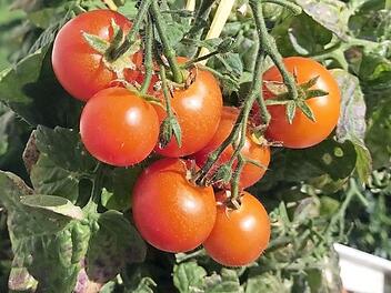 Welche Laufbahn steht diesen fränkischen Tomaten bevor? Essen oder Werfen, das ist hier die Frage.  Foto: mb