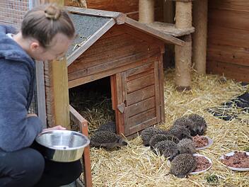 Schmatzen gestattet: Nina R&ouml;hr bringt den Igeln das Futter ins Gehege. Normalerweise sind hier Eichh&ouml;rnchen untergebracht. Foto: Teresa Hirschberg