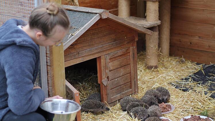 Schmatzen gestattet: Nina R&ouml;hr bringt den Igeln das Futter ins Gehege. Normalerweise sind hier Eichh&ouml;rnchen untergebracht. Foto: Teresa Hirschberg
