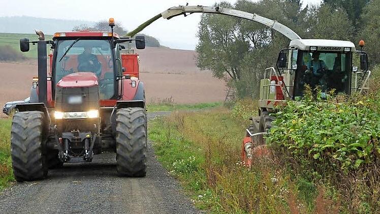 Ein Maishäcksler erntet die Durchwachsene Silphie bei Gereuth, die als bienenfreundliche Energiepflanze der Zukunft gehandelt wird.