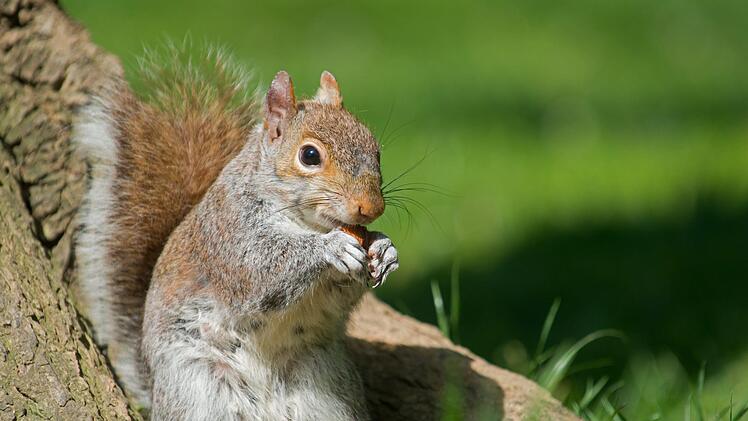 Tierquäler haben in Brandenburg ein Eichhörnchen an einen Baum genagelt. Eine Facebook-Nutzerin hat ein Foto von dem Tier gemacht und es in dem sozialen Netzwerk gepostet. Symbolbild: Tim Brakemeier/dpa