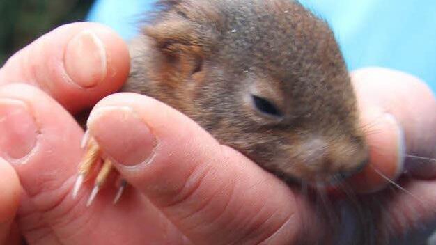 Auch Marderbabys bekommen in Stadtsteinach Kost und Logie 4