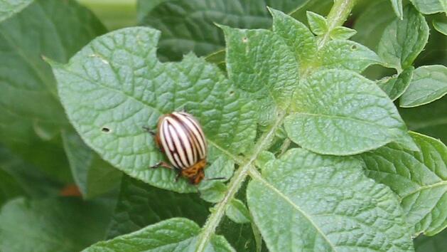 Die ersten Kartoffelkäfer wurden schon gesichtet. Foto: Jupp Schröder