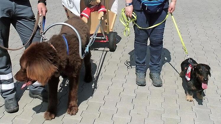 Caruso und Drago von der Rettungshundestaffel des BRK waren dabei und passten ein wenig mit auf.
