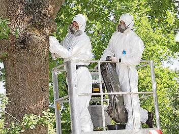 Von der Hebebühne aus, geschützt durch Ganzkörperschutzanzüge und Atemmaske, werden die Nester des Eichenprozessionsspinners beseitigt. Foto: Klaus Gagel