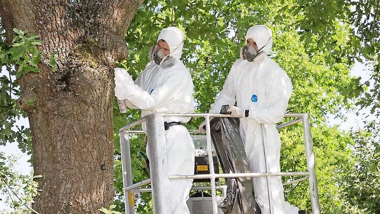 Von der Hebebühne aus, geschützt durch Ganzkörperschutzanzüge und Atemmaske, werden die Nester des Eichenprozessionsspinners beseitigt. Foto: Klaus Gagel