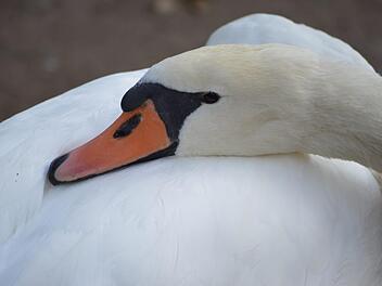 An der Nordbr&uuml;cke, kurz vor Hausen, lebt noch ein Schwanenpaar.  Foto: Isolde Krapf