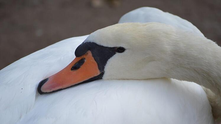 An der Nordbrücke, kurz vor Hausen, lebt noch ein Schwanenpaar.  Foto: Isolde Krapf
