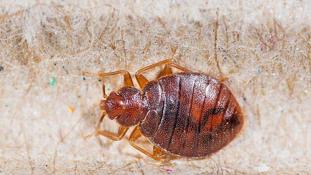 Bettwanzen &uuml;bertragen gef&auml;hrliche Krankheiten