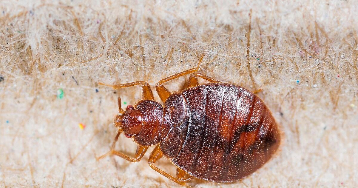The problem with bed bugs in Germany is on the rise World Today News