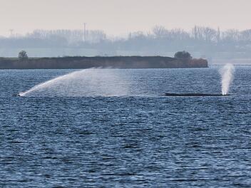 Buckelwal liegt weiter in Wismarer Bucht