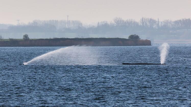 Buckelwal liegt weiter in Wismarer Bucht