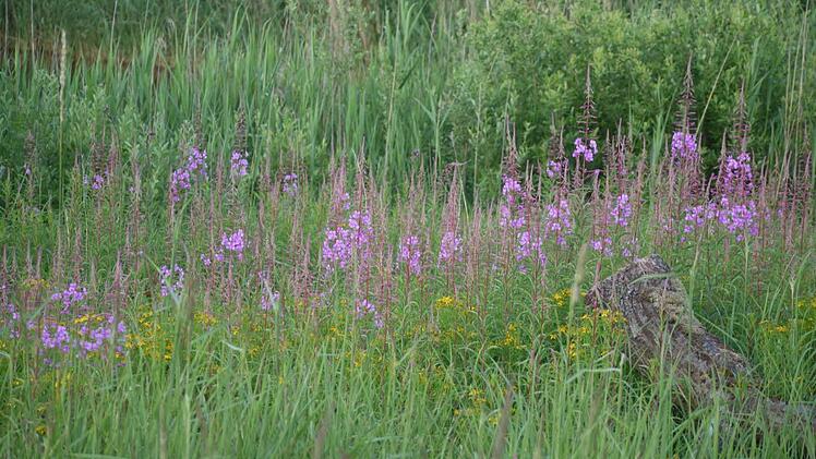 Johanniskraut und Weidenröschen