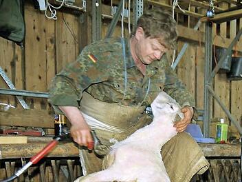 Runter mit dem Pelz: Handgestoppte dreieinhalb Minuten braucht ein Profi wie Uwe Kirsch, um ein Schaf - wenn es denn schön brav ist - zu scheren. Fotos: Berthold Köhler