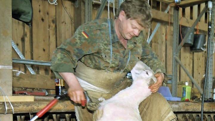 Runter mit dem Pelz: Handgestoppte dreieinhalb Minuten braucht ein Profi wie Uwe Kirsch, um ein Schaf - wenn es denn schön brav ist - zu scheren. Fotos: Berthold Köhler