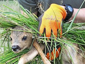 Eine Aufgabe der Jäger: Rehe aus Wiesen, die gemäht werden sollen, rechtzeitig und professionell herauszuholen. Verpackt in einem Büschel Gras, damit die Rehmutter das Kitz nicht verstößt. Foto: Anja Peter
