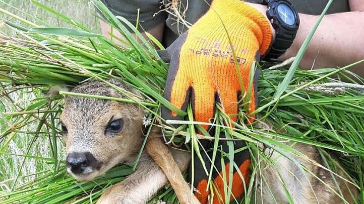 Eine Aufgabe der Jäger: Rehe aus Wiesen, die gemäht werden sollen, rechtzeitig und professionell herauszuholen. Verpackt in einem Büschel Gras, damit die Rehmutter das Kitz nicht verstößt. Foto: Anja Peter