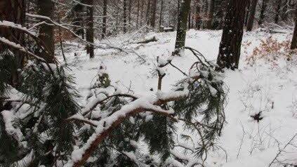 Hier ist der Wanderweg versperrt.Foto: Heike Beudert