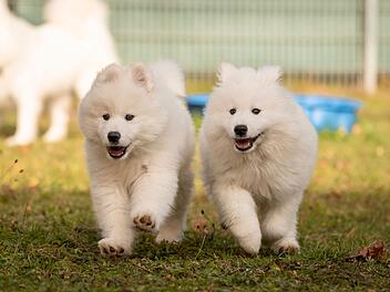 Die Samojeden-Welpen Alvin, Simon und Theodore aus dem Tierheim Nürnberg suchen ein neues Zuhause, in dem auf ihre besonderen Bedürfnisse eingegangen wird. Die Samojeden-Welpen Alvin, Simon und Theodore aus dem Tierheim Nürnberg suchen ein neues Zuhause, in dem auf ihre besonderen Bedürfnisse eingegangen wird.