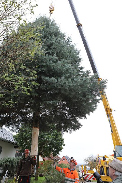 Christbaum kommt aus Schlaifhausen  auf den Forchheimer Rathausplatz