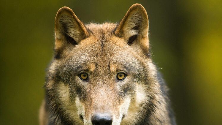 Ein Wolf wurde bei Erlangen entdeckt - leider war das Tier bereits tot. Symbolbild: Ralph Frank