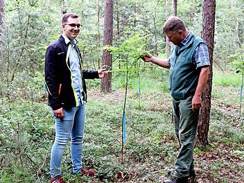 Nico Kauper (links) von der Jungen Union Adelsdorf und Förster Erich Daum begutachten, wie sich die Robinien-Setzlinge, erkennbar an ihren blauen Bändchen, entwickelt haben.  Foto: Johanna Blum