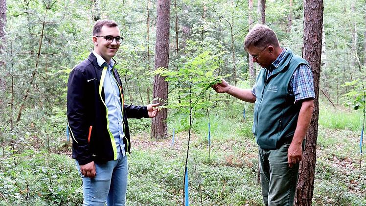 Nico Kauper (links) von der Jungen Union Adelsdorf und Förster Erich Daum begutachten, wie sich die Robinien-Setzlinge, erkennbar an ihren blauen Bändchen, entwickelt haben.  Foto: Johanna Blum