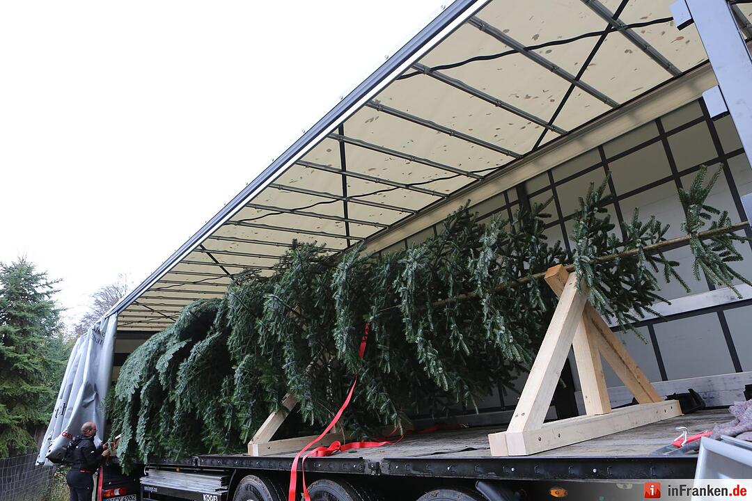 Christbaum für die Queen: Jetzt kann die Reise beginnen