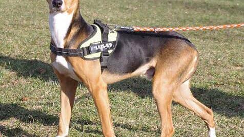 Felipe ganz in seinem Element Foto: privat