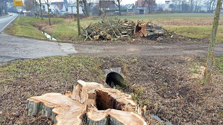 Die Pappel am Ortseingang von Wonfurt musste aus Gründen der Verkehrssicherheit gefällt werden. In der Sitzung des Gemeinderats kam es zum Streit darüber, auf welche Weise das Ratsmitglied Karl Hellwig sein Bedauern über diese Fällaktion ausgedrückt hatte.  Foto: Ulrike Langer