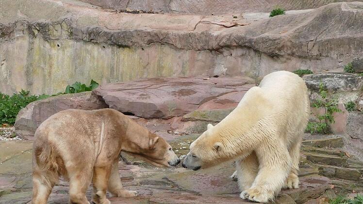 Die Eisbären "Vera " und "Nanuq " verstehen sich gut. Foto: Tiergarten Nürnberg