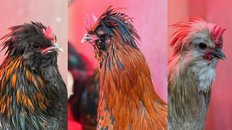 SplitImage 1763727643