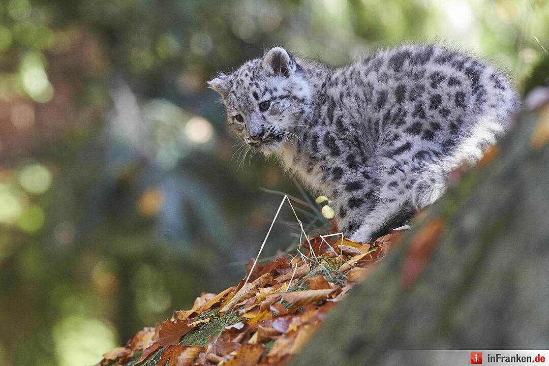 Junge Schneeleoparden im Tiergarten