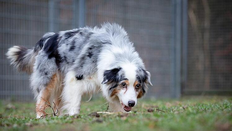 "Honey" untersucht ihre neue Umgebung. Foto: Thomas Hahn