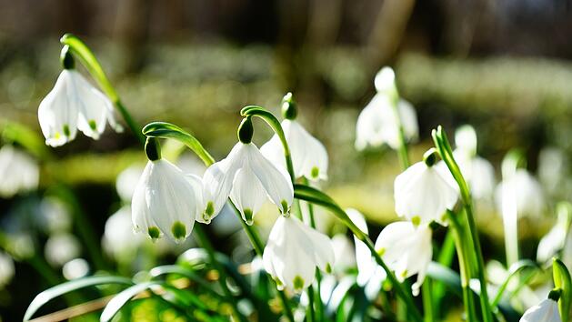 Die beliebten Schneegl&ouml;cken sind schon im M&auml;rz zu sehen.