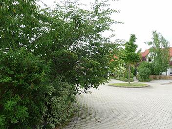 Diese Hecke ragt weit in den Straßenraum. Das sollte sie nicht - und die Grundstückseigentümer sind verpflichtet, dafür zu sorgen, dass keine Äste überhängen und den Verkehr beeinträchtigen.